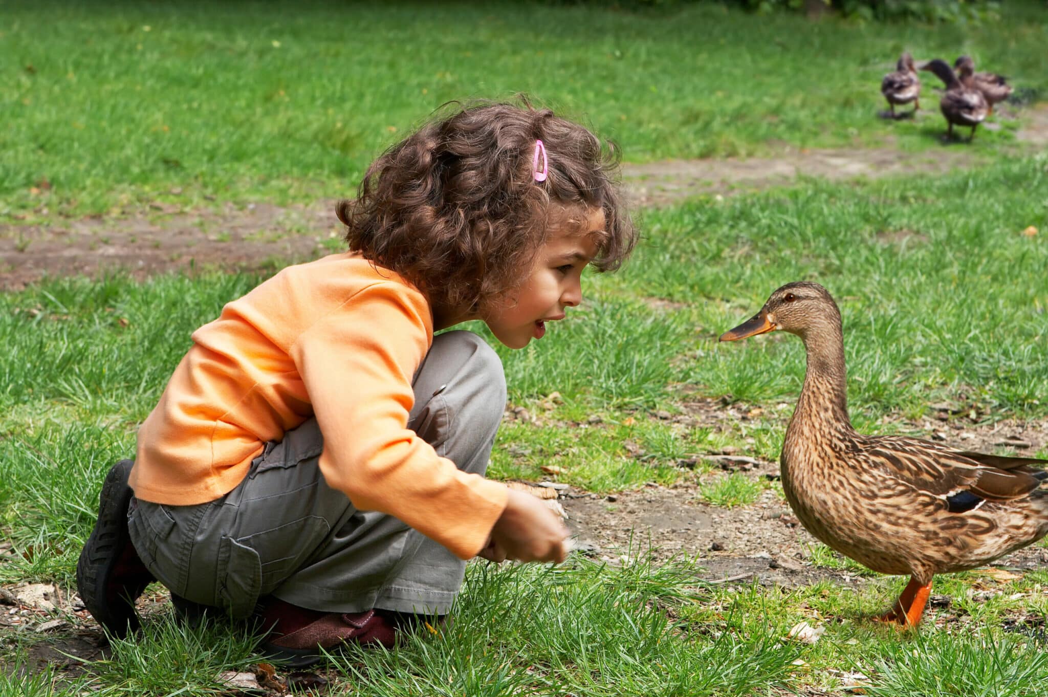 Little girl feeding the ducks in the park